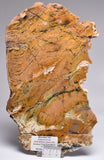 Stromatolite STRELLEY POOL SLICE, S746