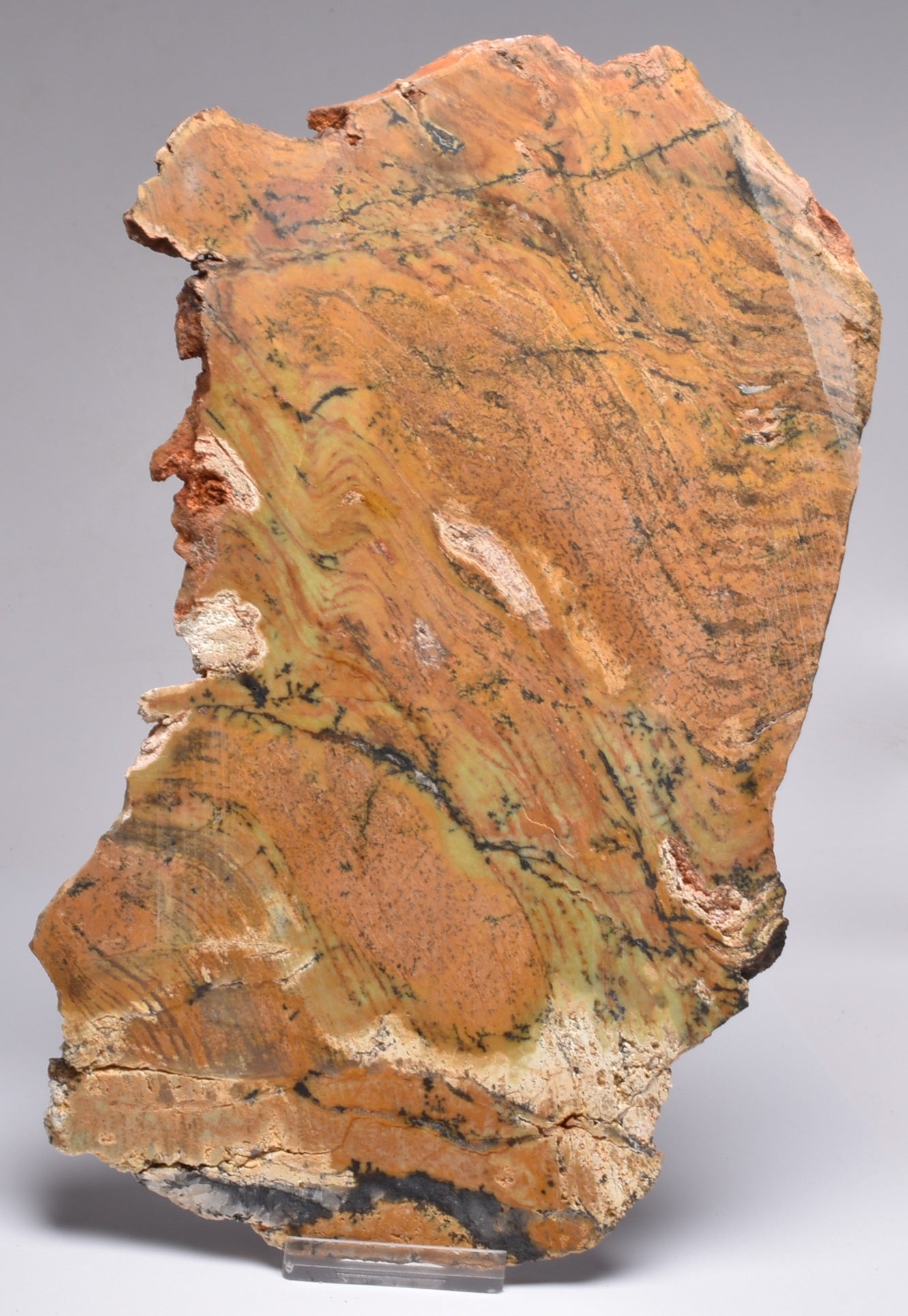 MICROBIAL MAT, Stromatolite STRELLEY POOL SLICE, S746