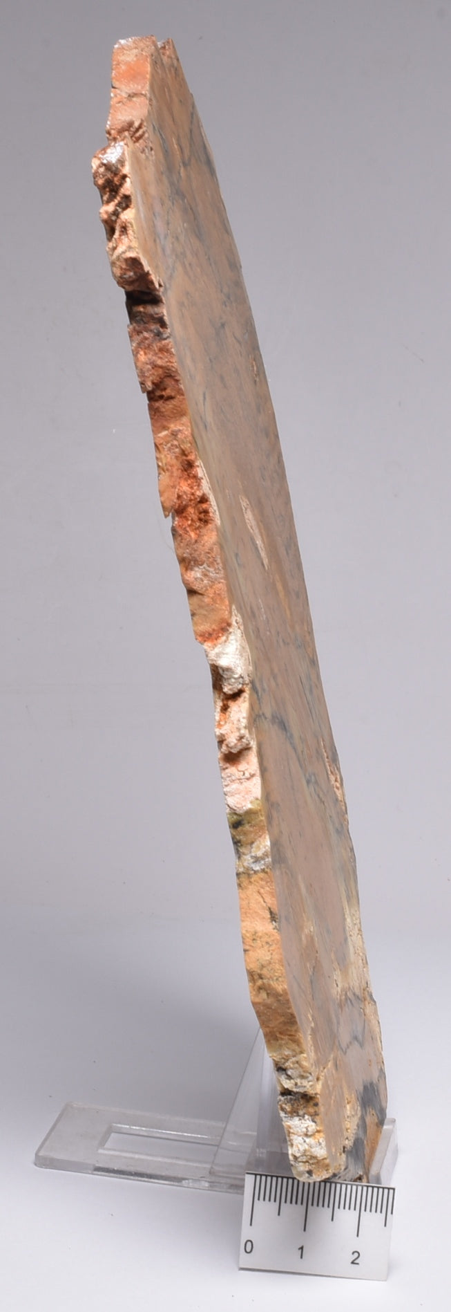 MICROBIAL MAT, Stromatolite STRELLEY POOL SLICE, S746