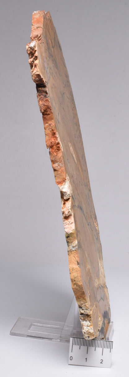 MICROBIAL MAT, Stromatolite STRELLEY POOL SLICE, S746