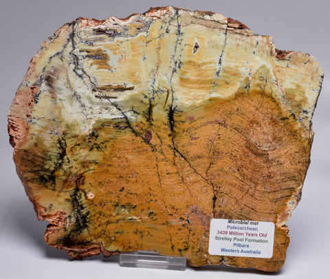 Stromatolite STRELLEY POOL SLICE S751