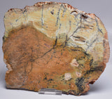 Stromatolite STRELLEY POOL SLICE S751