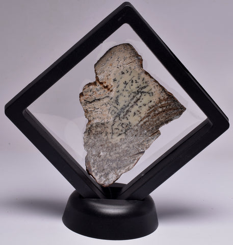 STRELLEY POOL SLICED STROMATOLITE, 3.43 byo, Australia S756