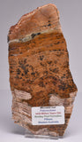 Stromatolite STRELLEY POOL SLICE, 3.4byo, Australia S755