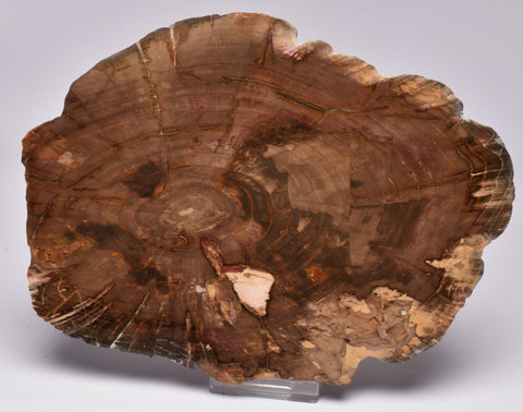 AGATHOXYLON WOOD, FOSSIL Slice, Early Cretaceous, Miles Queensland Australia S1220