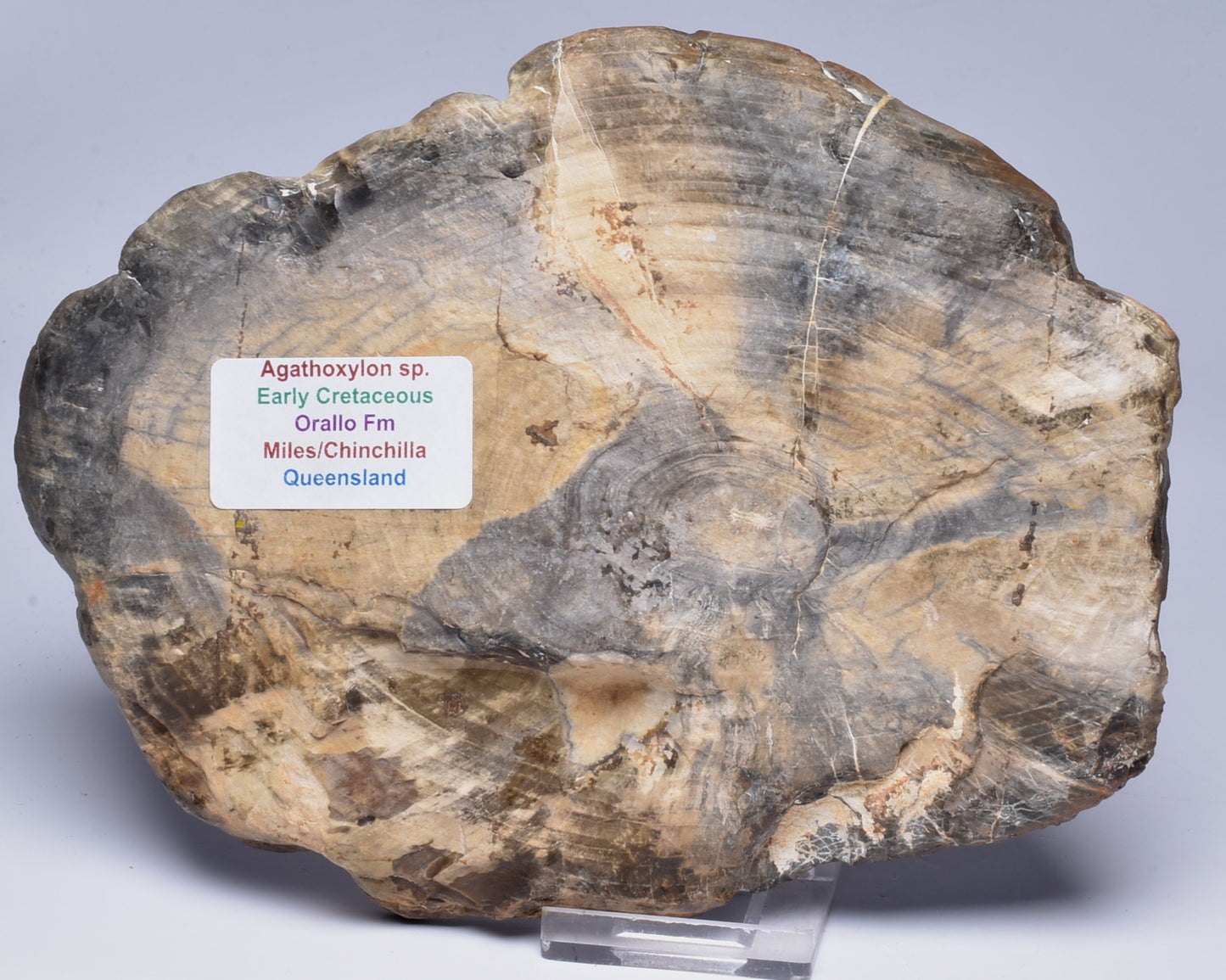 AGATHOXYLON WOOD, FOSSIL Slice, Early Cretaceous, Miles Queensland Australia S1220