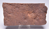 HORODYSKIA Mesoproterozoic 1.4 B.Y.O, AUSTRALIAN FOSSIL F315