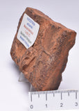 HORODYSKIA Mesoproterozoic 1.4 B.Y.O, AUSTRALIAN FOSSIL F315