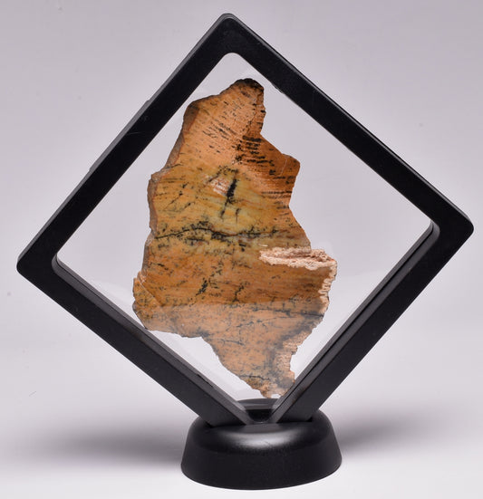 MICROBIAL MAT, STRELLEY POOL SLICED STROMATOLITE, 3.43 byo, Australia S1221