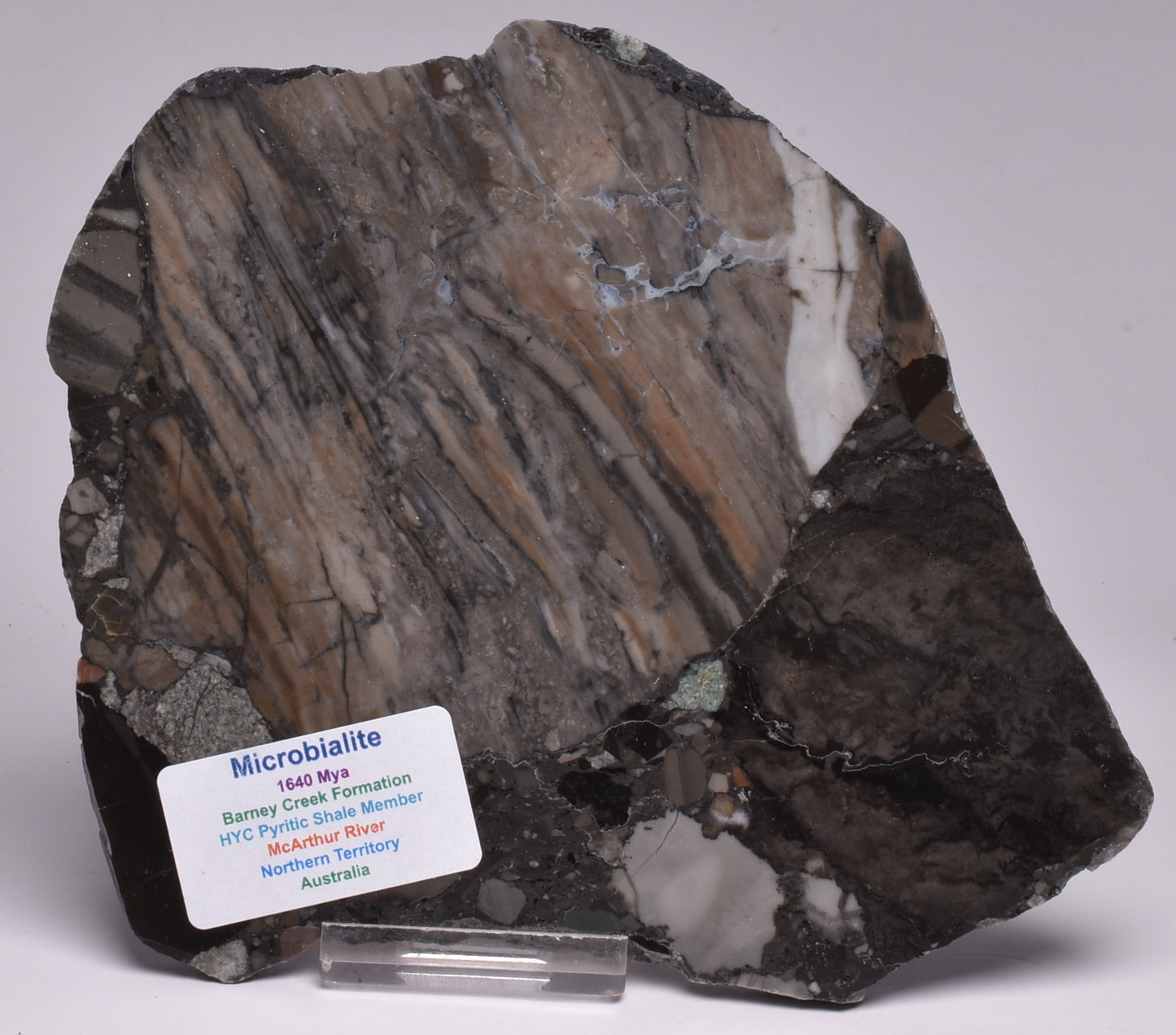 MICROBIALITE, STROMATOLITE, 1640 mya BARNEY CREEK FORMATION, McARTHUR RIVER, AUSTRALIA S792