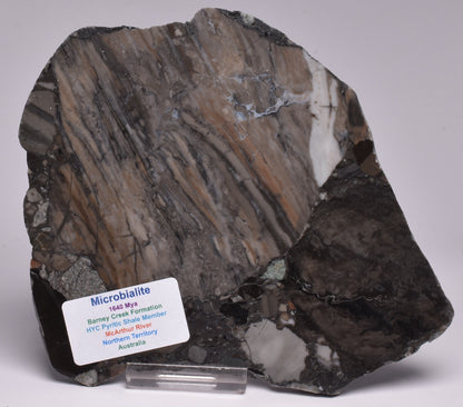 MICROBIALITE, STROMATOLITE, 1640 mya BARNEY CREEK FORMATION, McARTHUR RIVER, AUSTRALIA S792