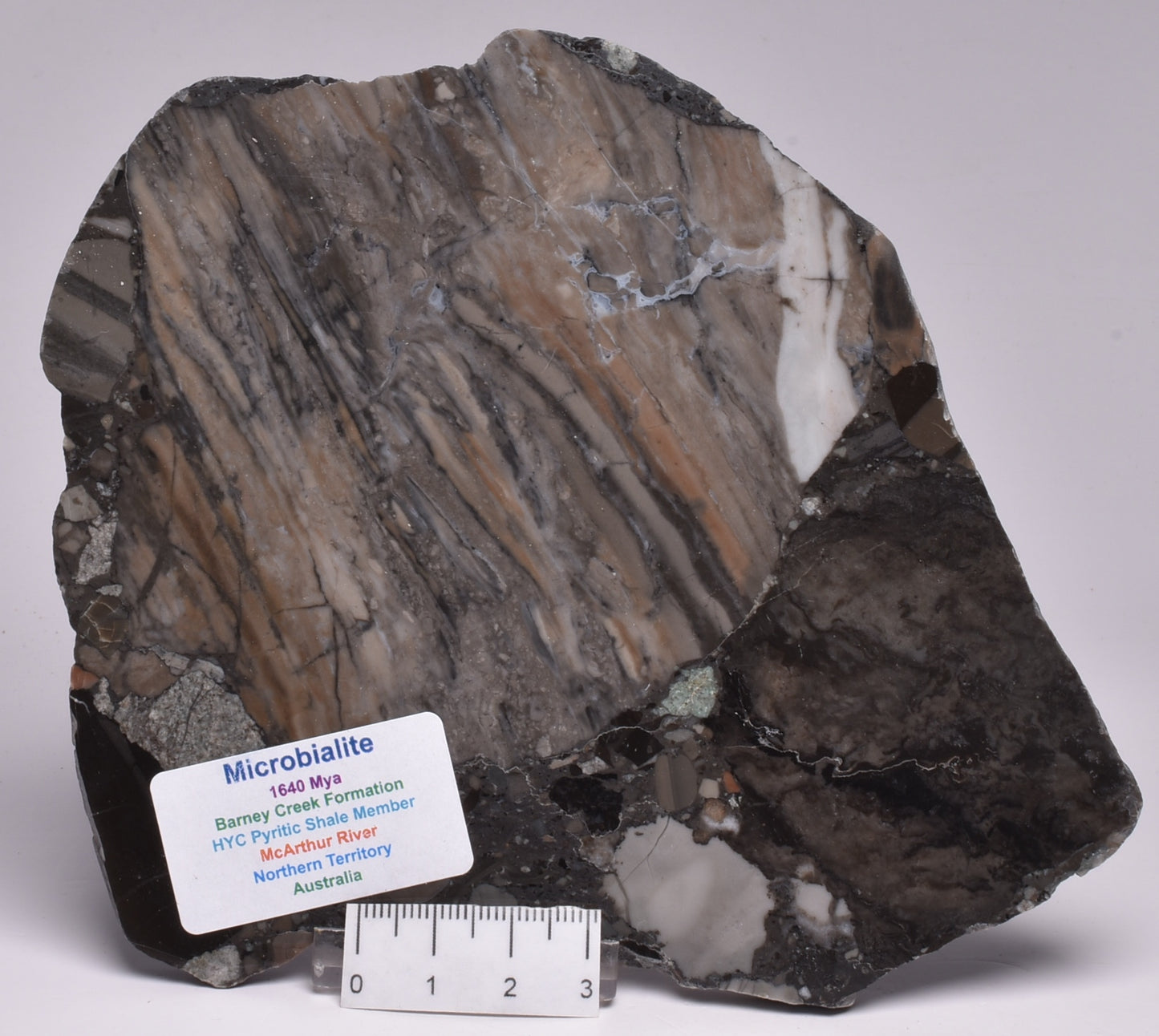 MICROBIALITE, STROMATOLITE, 1640 mya BARNEY CREEK FORMATION, McARTHUR RIVER, AUSTRALIA S792