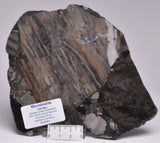 MICROBIALITE, STROMATOLITE, 1640 mya BARNEY CREEK FORMATION, McARTHUR RIVER, AUSTRALIA S792