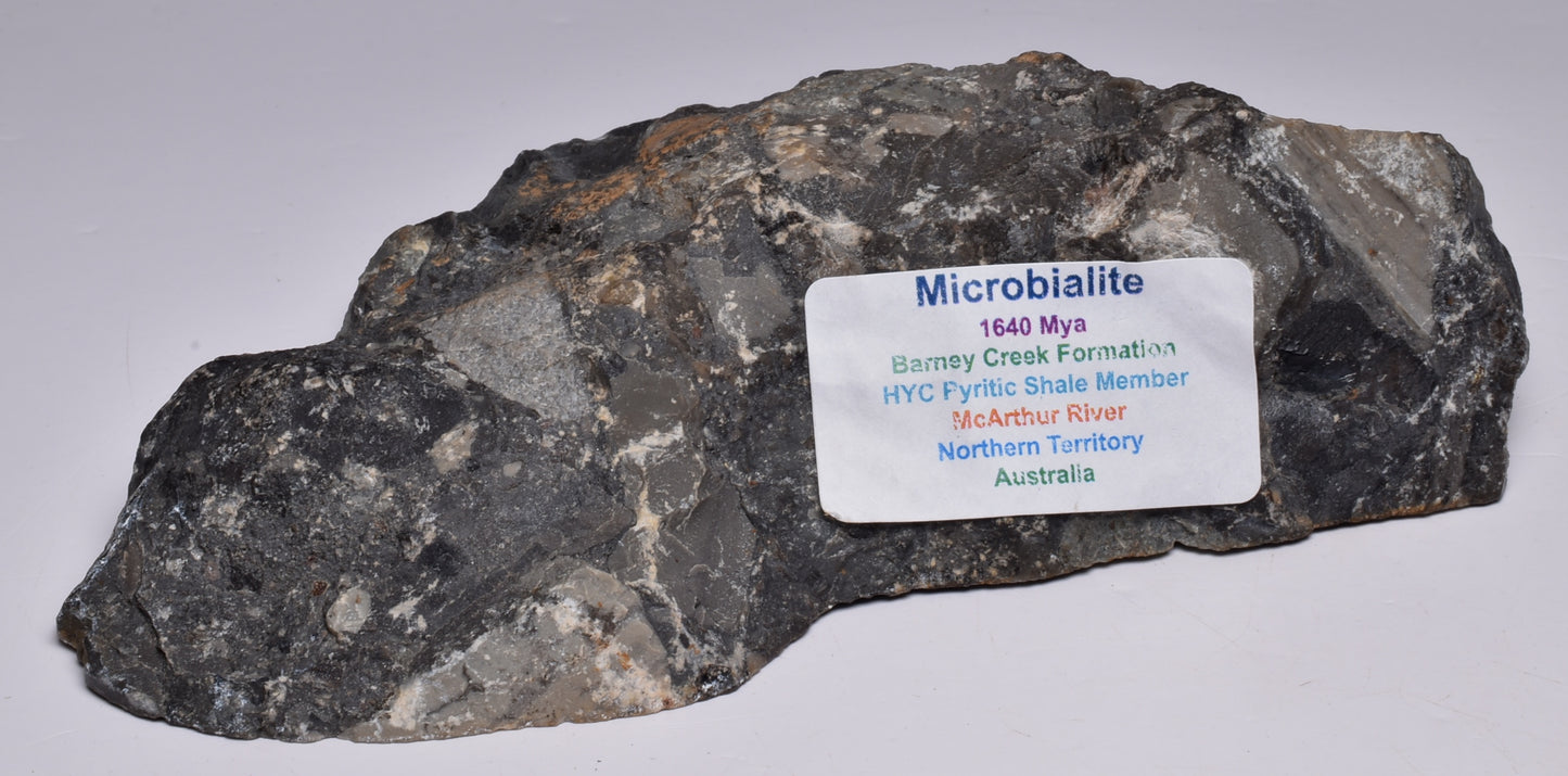 MICROBIALITE, STROMATOLITE, 1640 mya BARNEY CREEK FORMATION, McARTHUR RIVER, AUSTRALIA S796
