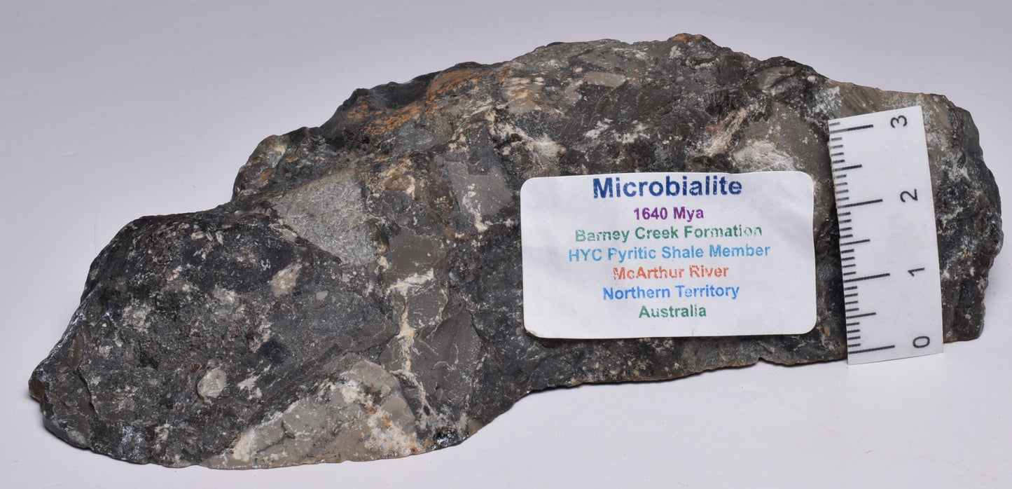 MICROBIALITE, STROMATOLITE, 1640 mya BARNEY CREEK FORMATION, McARTHUR RIVER, AUSTRALIA S796