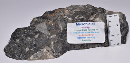 MICROBIALITE, STROMATOLITE, 1640 mya BARNEY CREEK FORMATION, McARTHUR RIVER, AUSTRALIA S796