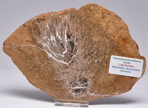 PALAEOSMUNDA WILLIAMSII Gould Plant Fossil Slice, QLD Australia S1085