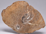 PALAEOSMUNDA WILLIAMSII Gould Plant Fossil Slice, QLD Australia S1085