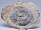 CASUARINA PETRIFIED FOSSIL WOOD, late Oligocene, Queensland Australia S1093