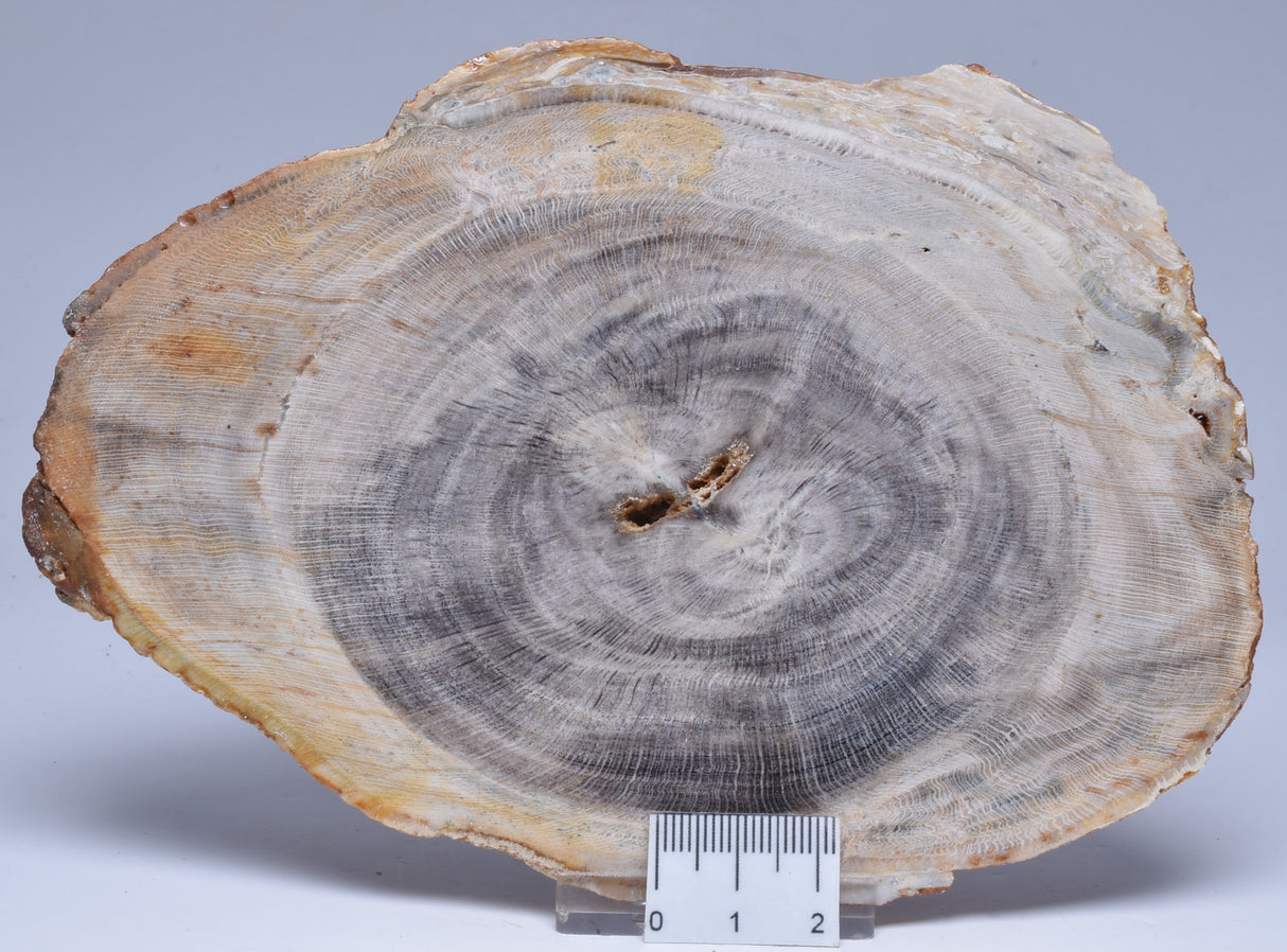 CASUARINA PETRIFIED FOSSIL WOOD, late Oligocene, Queensland Australia S1093
