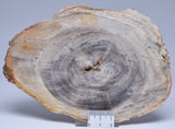 CASUARINA PETRIFIED FOSSIL WOOD, late Oligocene, Queensland Australia S1093