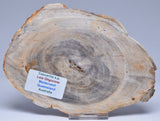 CASUARINA PETRIFIED FOSSIL WOOD, late Oligocene, Queensland Australia S1093