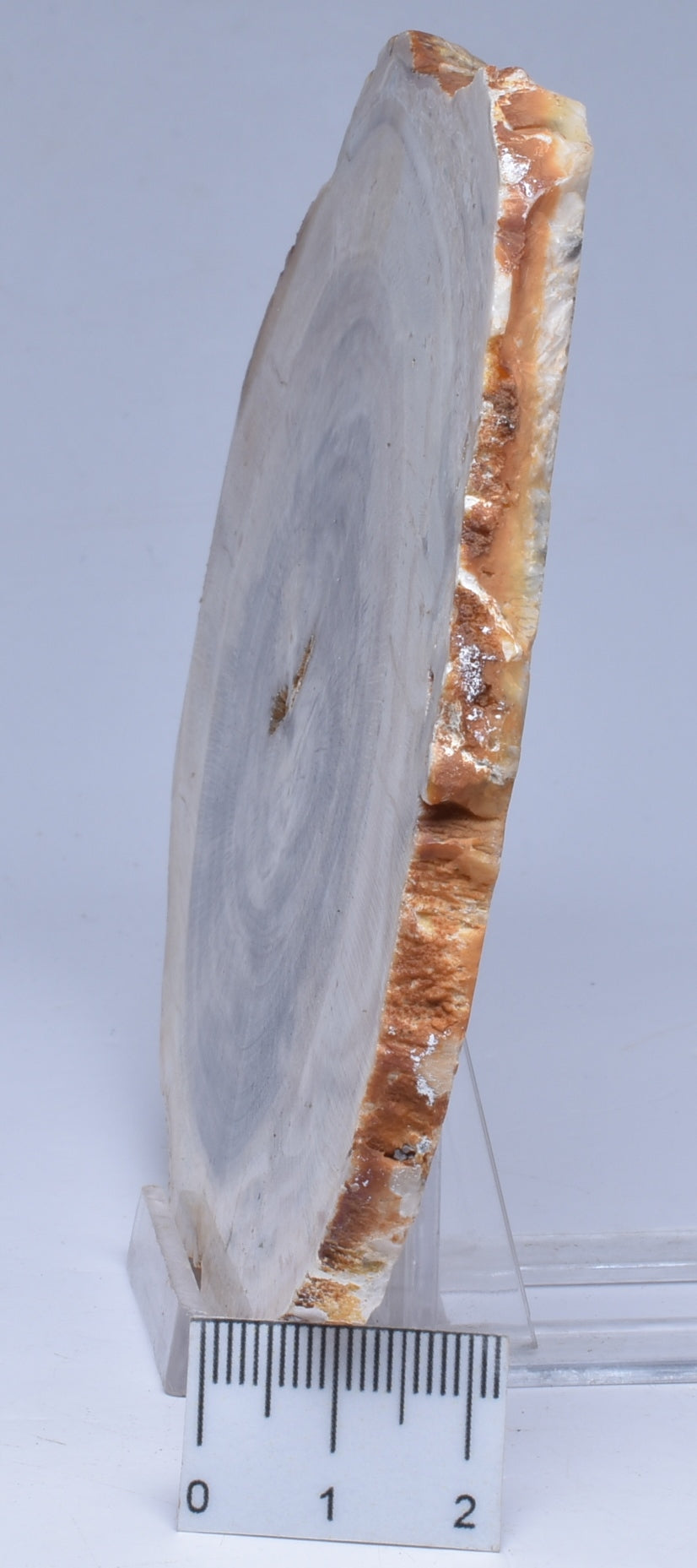CASUARINA PETRIFIED FOSSIL WOOD, late Oligocene, Queensland Australia S1093