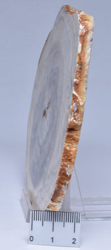 CASUARINA PETRIFIED FOSSIL WOOD, late Oligocene, Queensland Australia S1093