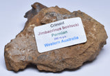 CRINOID FOSSIL, Jimbacrinus Bostocki, Western Australia, CR47