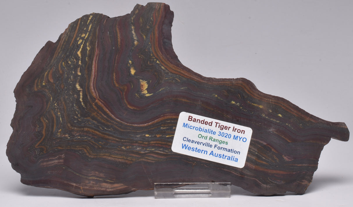 BANDED TIGER IRON Fossil Polished Slice, AUSTRALIA S1014