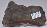 BANDED TIGER IRON Fossil Polished Slice, AUSTRALIA S1017