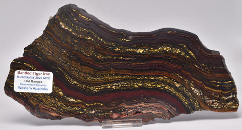 BANDED TIGER IRON Fossil Polished Slice, AUSTRALIA S1022