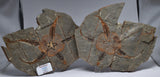 OPHIURA SPECIMEN, BRITTLE STAR, ZAGORA, MOROCCO F348