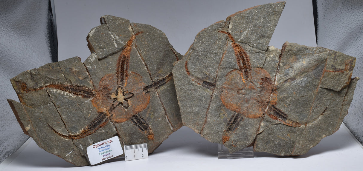 OPHIURA SPECIMEN, BRITTLE STAR, ZAGORA, MOROCCO F348