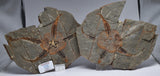OPHIURA SPECIMEN, BRITTLE STAR, ZAGORA, MOROCCO F348