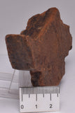HORODYSKIA Mesoproterozoic 1.4 B.Y.O, AUSTRALIAN FOSSIL F351