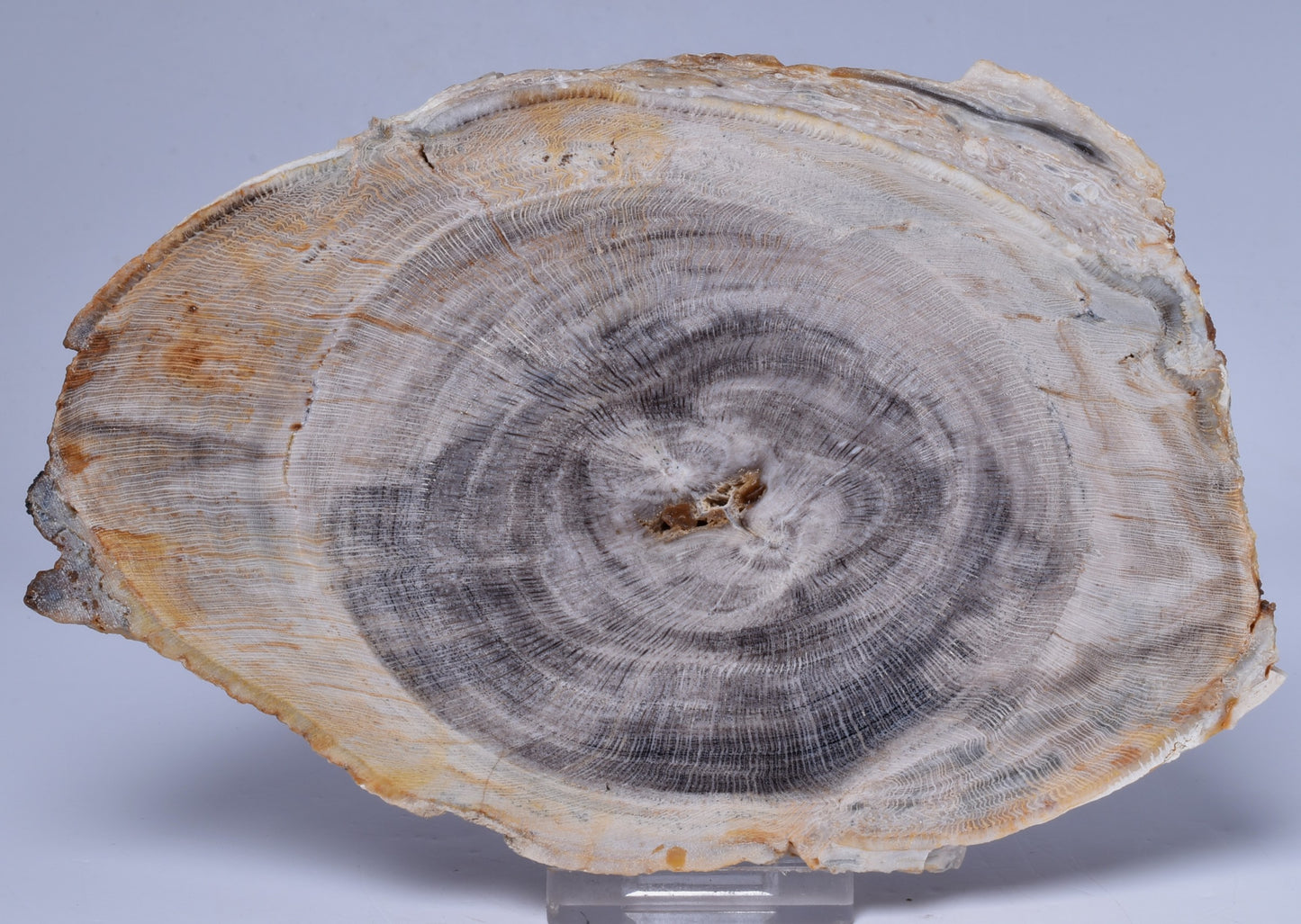 CASUARINA PETRIFIED FOSSIL WOOD, late Oligocene, Queensland Australia S514