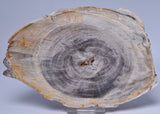 CASUARINA PETRIFIED FOSSIL WOOD, late Oligocene, Queensland Australia S514