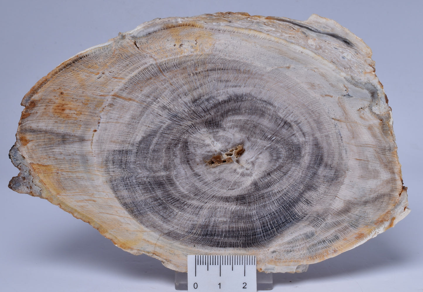 CASUARINA PETRIFIED FOSSIL WOOD, late Oligocene, Queensland Australia S514
