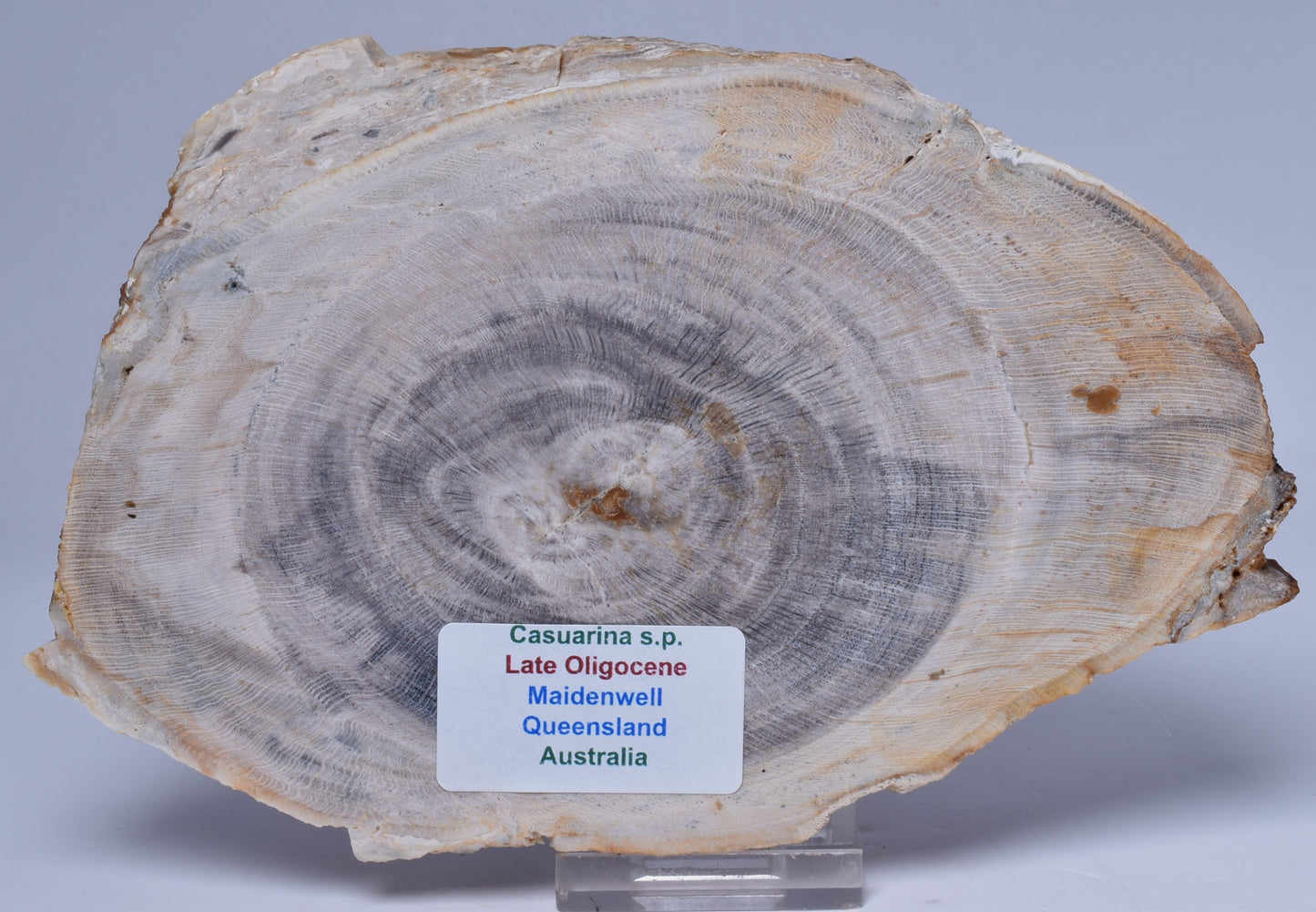 CASUARINA PETRIFIED FOSSIL WOOD, late Oligocene, Queensland Australia S514
