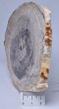 CASUARINA PETRIFIED FOSSIL WOOD, late Oligocene, Queensland Australia S514