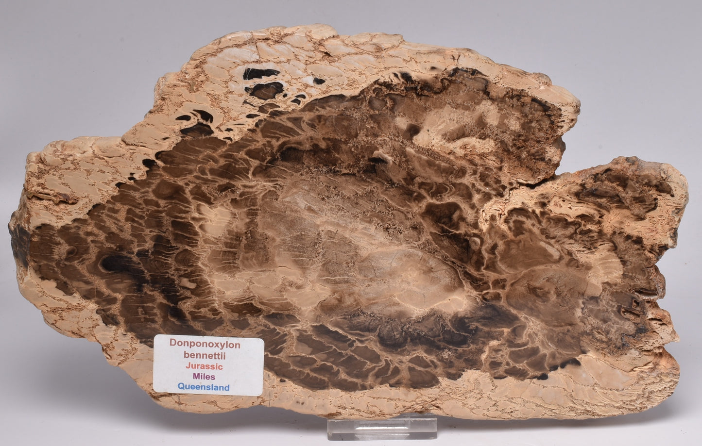 DONPONOXYLON BENNETTII, JURASSIC, QUEENSLAND, AUSTRALIA S55