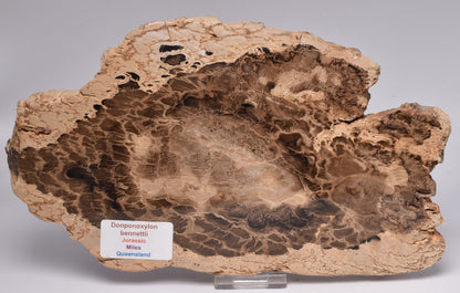DONPONOXYLON BENNETTII, JURASSIC, QUEENSLAND, AUSTRALIA S55