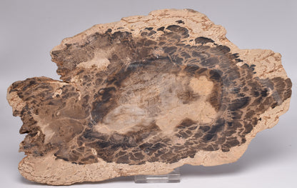 DONPONOXYLON BENNETTII, JURASSIC, QUEENSLAND, AUSTRALIA S55