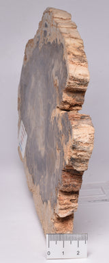 DONPONOXYLON BENNETTII, JURASSIC, QUEENSLAND, AUSTRALIA S55