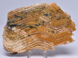 Stromatolite STRELLEY POOL SLICE, 3.4byo, Australia S58