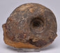 AMMONITE JURESANITES JACKSONI, WESTERN AUSTRALIA F321