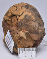 AMMONITE JURESANITES JACKSONI, WESTERN AUSTRALIA F321