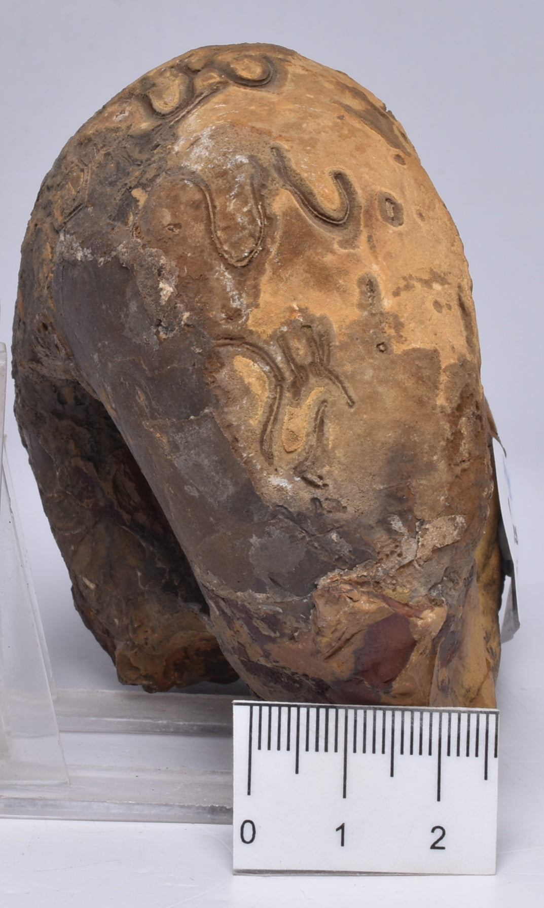 AMMONITE JURESANITES JACKSONI, WESTERN AUSTRALIA F321