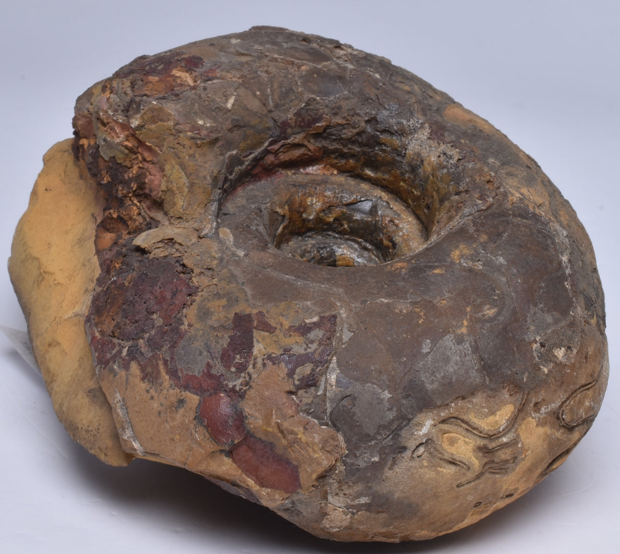 AMMONITE JURESANITES JACKSONI, WESTERN AUSTRALIA F321